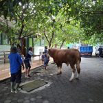 Perayaan Hari Raya Idul Adha MTsN 5 Sleman 2025 Berlangsung Semarak