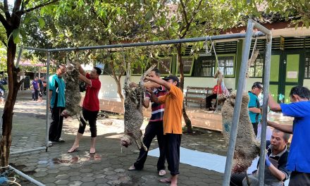 Sembelih 3 Ekor Kambing Dalam Rangka HAB Kemenag ke-80, Bentuk Tasyakuran MTsN 5 Sleman