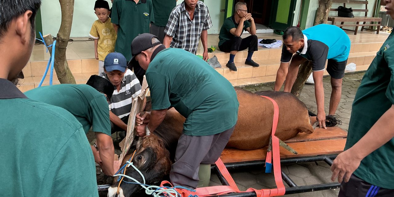 Semarak Idul Adha di MTsN 5 Sleman: Sembelih Sapi Kurban, Masak Bersama, dan Tanamkan Nilai Keteladanan Nabi Ibrahim