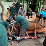 Semarak Idul Adha di MTsN 5 Sleman: Sembelih Sapi Kurban, Masak Bersama, dan Tanamkan Nilai Keteladanan Nabi Ibrahim