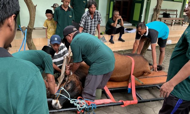 Semarak Idul Adha di MTsN 5 Sleman: Sembelih Sapi Kurban, Masak Bersama, dan Tanamkan Nilai Keteladanan Nabi Ibrahim